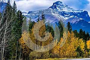 Fall colours abound along the Icefields Parkway. Banff National Park Alberta Canada