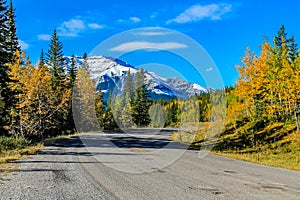 Fall colours around the park. Sheep River Provincial Park. Alberta Canada