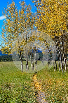 Fall colours around the park. Sheep River Provincial Park. Alberta Canada