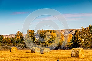 Fall colours dot the badlands. Tolman Badlands Heritage Rangeland Natural Area, Alberta, Canada