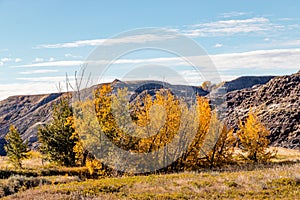 Fall colours dot the badlands. Tolman Badlands Heritage Rangeland Natural Area, Alberta, Canada