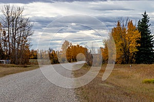 Fall colours in farmers field are popping. Mountainview County, Alberta, Canada