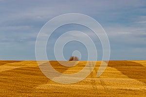 Fall colours in farmers field are popping. Mountainview County, Alberta, Canada