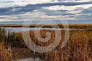 Fall colours in farmers field are popping. Mountainview County, Alberta, Canada