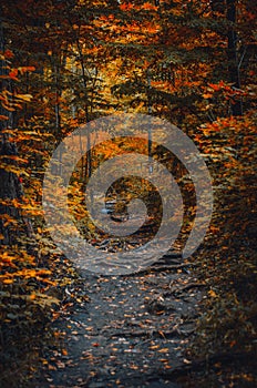 Fall Colours in forest