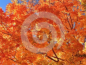 Fall Colours in Lake Placid, New York