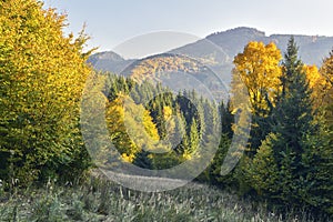 Fall colours at Polana mountains