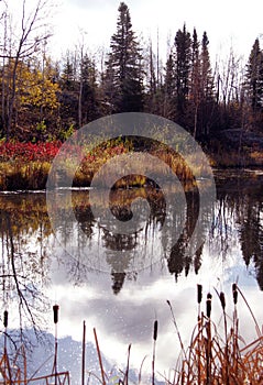 Fall Colours Reflection in Wabowden