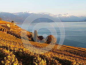 Fall Colours at Saint-Saphorin vineyards in Switzerland