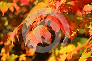 Beautiful Fall Colours of Leaves on Sugar Maple Tree, Acer saccharum, in Evening Light, Canada