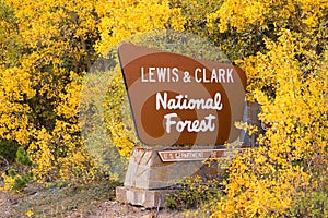 Fall Comes Bringing Yellow Leaves to Lewis & Clark National Forest