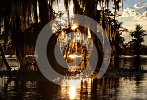 Fall composition at sunset in Cypress swamps in the USA