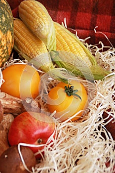 Fall composition for thanksgiving day with corn,apple,mushrooms and pumpkin.