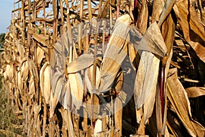 Fall Corn Field