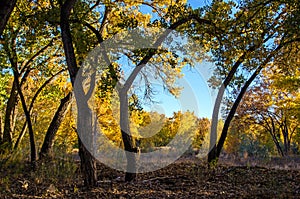 Fall Cottonwood Trees photo