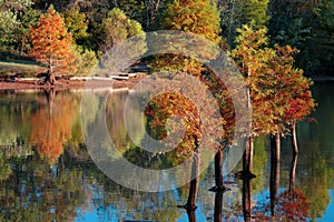 Fall Cypress Trees Water Reflection