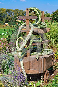 Fall decoration: old cart entwined with odd green squashes