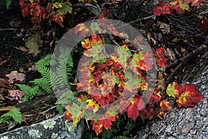 Fall Detail - New Hampshire photo