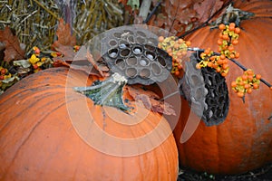 Fall Display Lotus Flower Seed Pods with Pumpkins