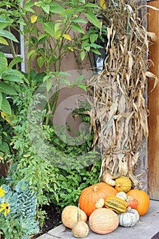 Autumn decorations pumpkins cornstalks photo