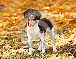 Fall dog