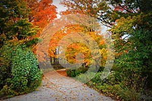 Fall Driveway