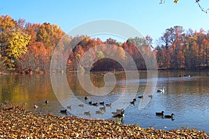 Fall Duck pond