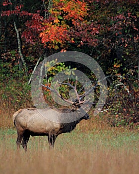 Fall Elk