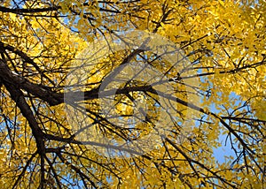 Fall Elm Tree with Branch at Left