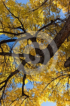 Fall Elm Tree with Trunk at Upper Right