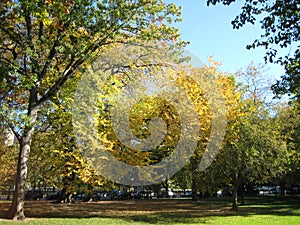 Fall is entering Boston Common