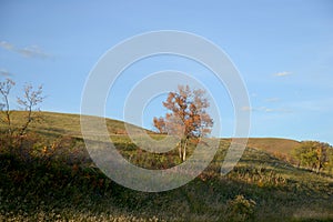 Fall evening - single tree