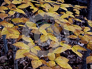 A Fall Fan of Yellow Leaves