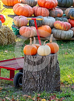 Fall farm with pumpkins and gourds