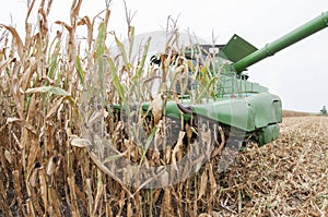 Fall field corn harvest