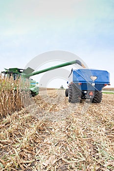 Fall field corn harvest