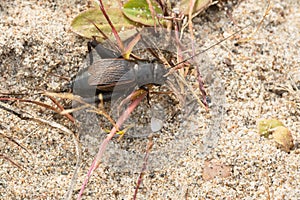 Fall Field Cricket - Gryllus pennsylvanicus