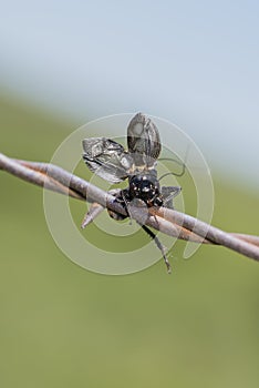 Fall Field Cricket Gryllus pennsylvanicus Impaled on Barbed Wire by a Shrike