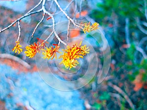 Fall Fir Tree Needles