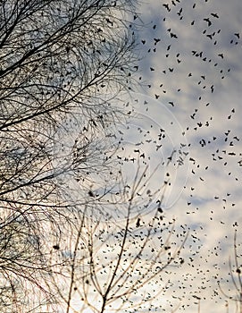 Fall - flock of birds migrating south