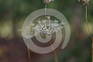 Fall flower with Bokeh background
