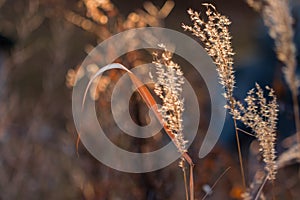 Fall flower with Painterly Bokeh Background