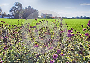 Fall Flowers with Church background