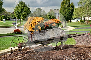 Fall flowers, the mum in bloom