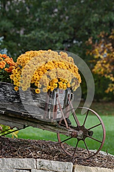 Fall flowers, the mum in bloom