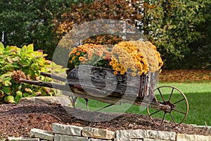 Fall flowers, the mum in bloom