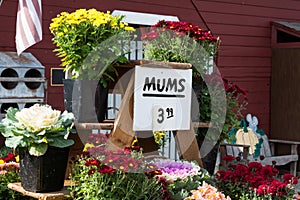 Fall Flowers for Sale Farmers Market