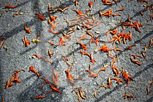 Fall flowers Tecoma capensis on the ground with line shadows