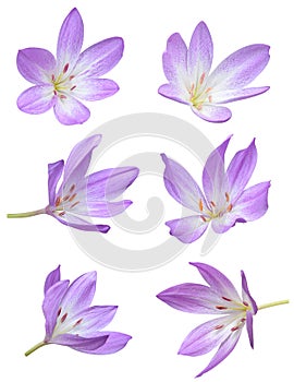 Fall flowers: Violet Crocus Flowers