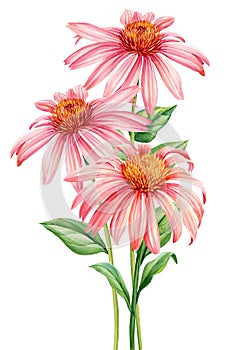 Fall flowers wedding watercolor bouquets. Floral pastel botanical arrangement. Echinacea flowers, Painting Summer plant